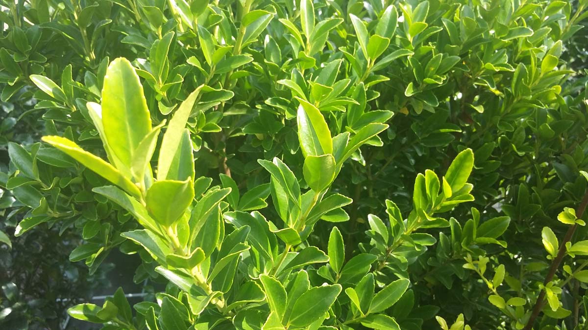 Ilex maximowicziana kanehirae op stam