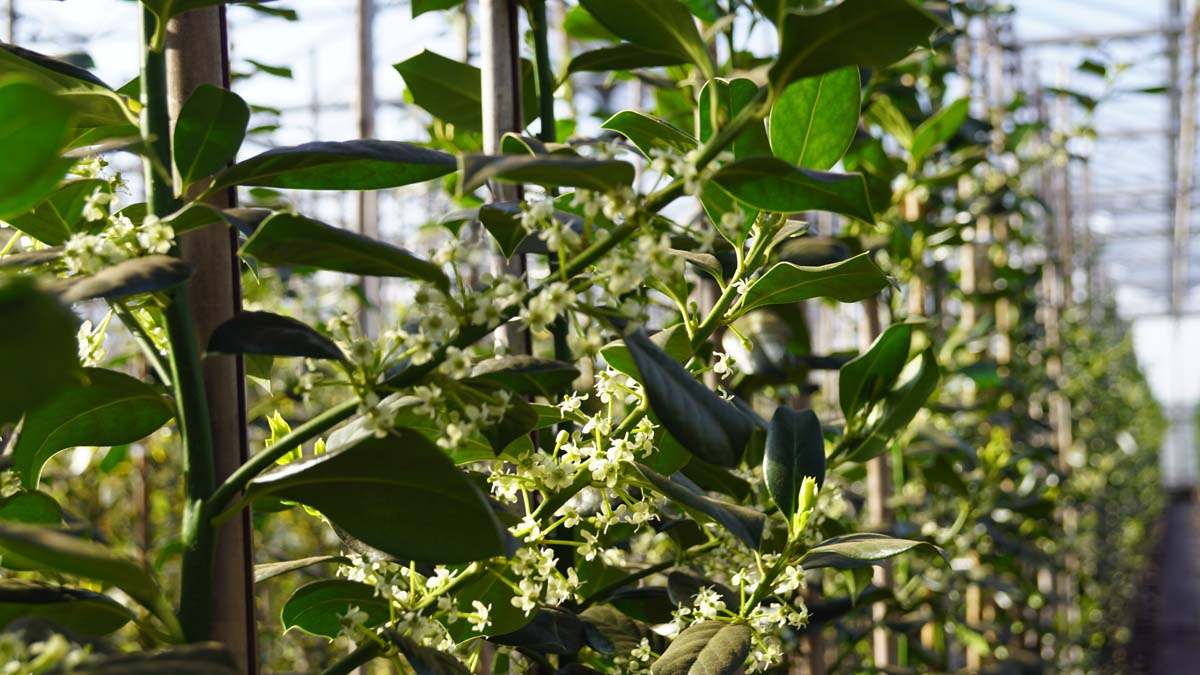 Ilex 'Nellie R. Stevens' op stam bloesem