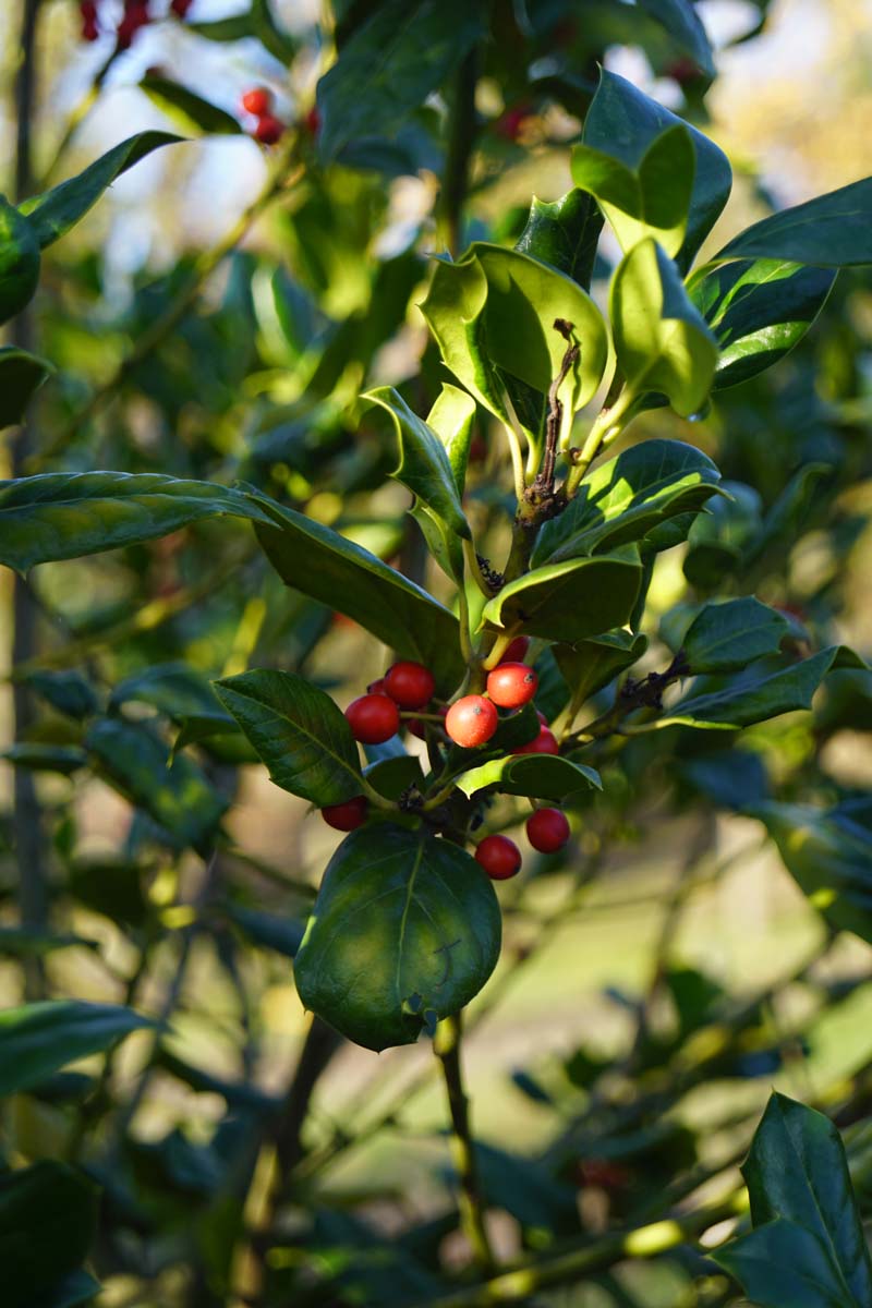 Ilex 'Nellie R. Stevens' op stam bes