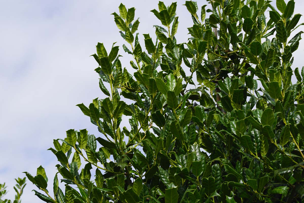 Ilex 'Nellie R. Stevens' Tuinplanten twijg