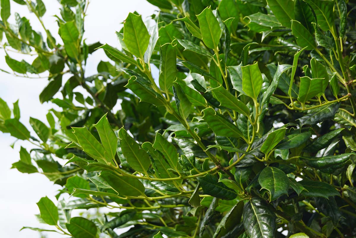 Ilex 'Nellie R. Stevens' haagplant blad