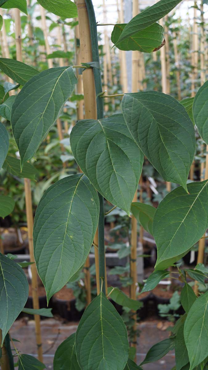 Juglans mandshurica op stam