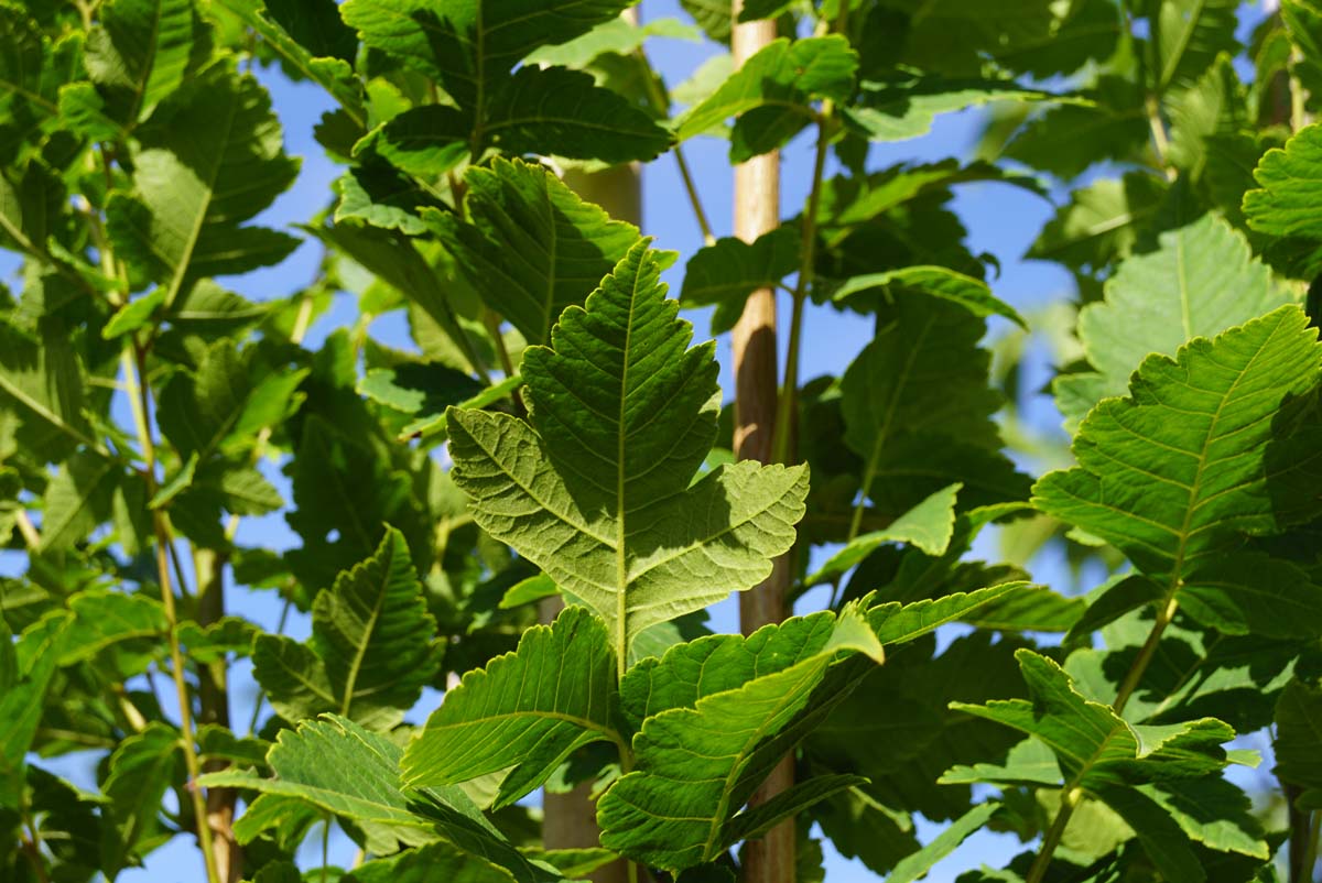Koelreuteria paniculata 'Fastigiata' op stam