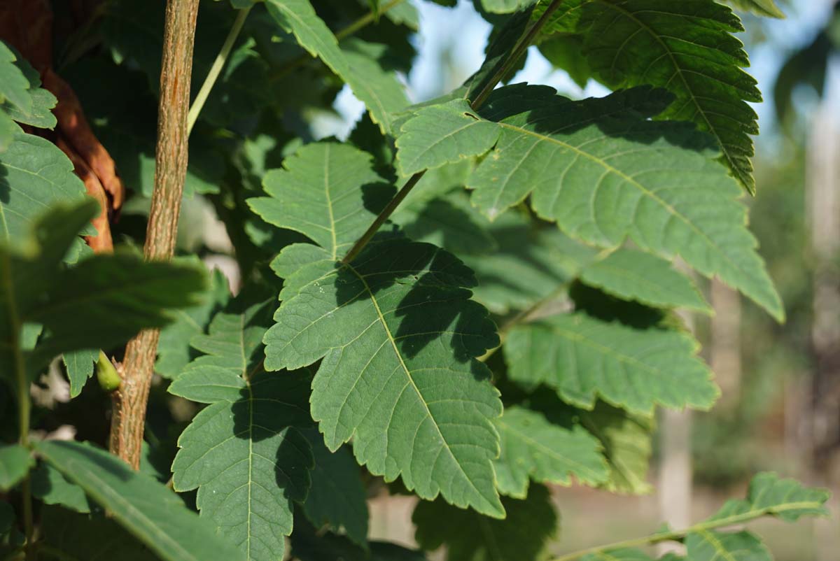 Koelreuteria paniculata 'Fastigiata' solitair