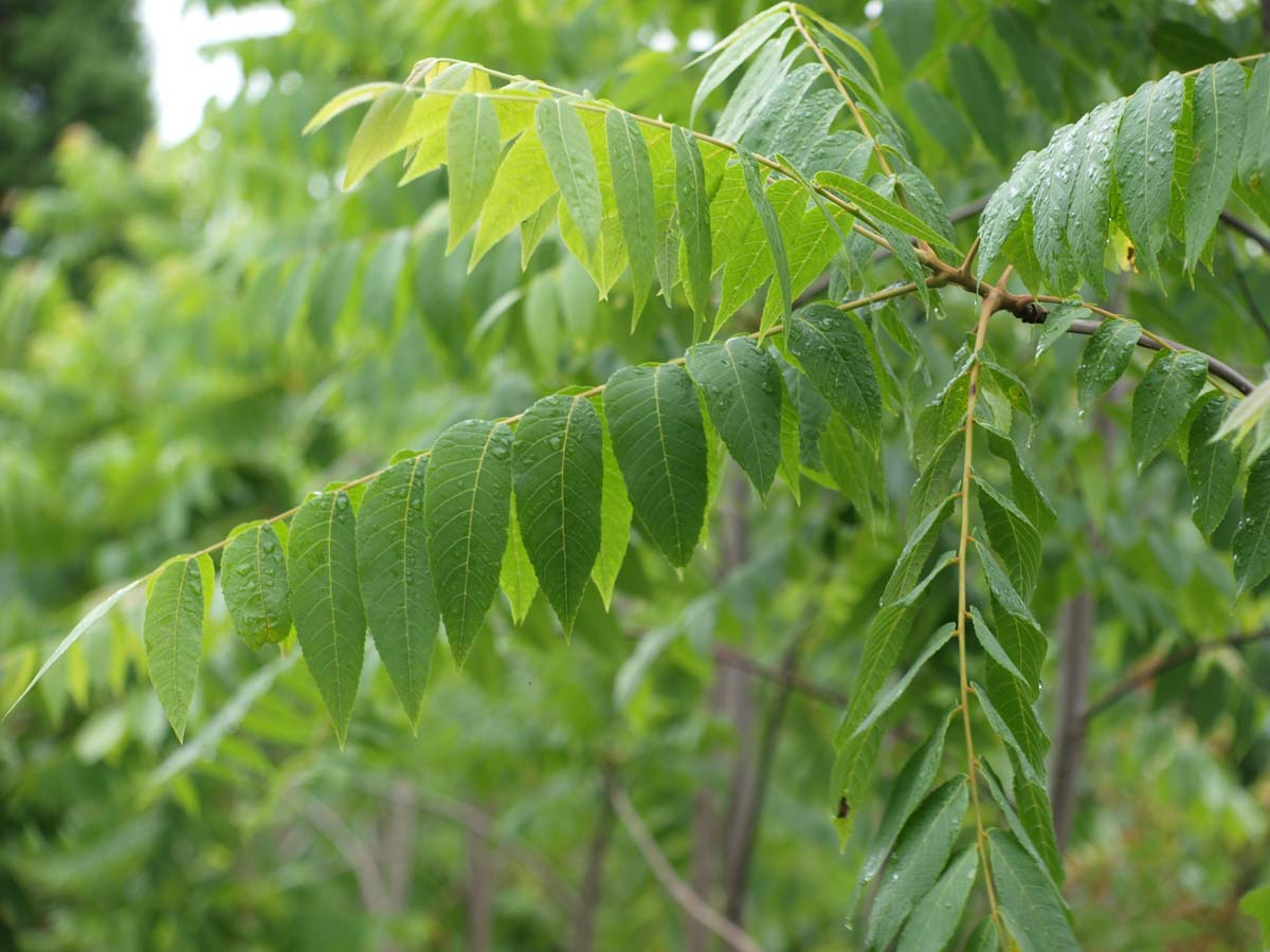 Juglans nigra meerstammig / struik