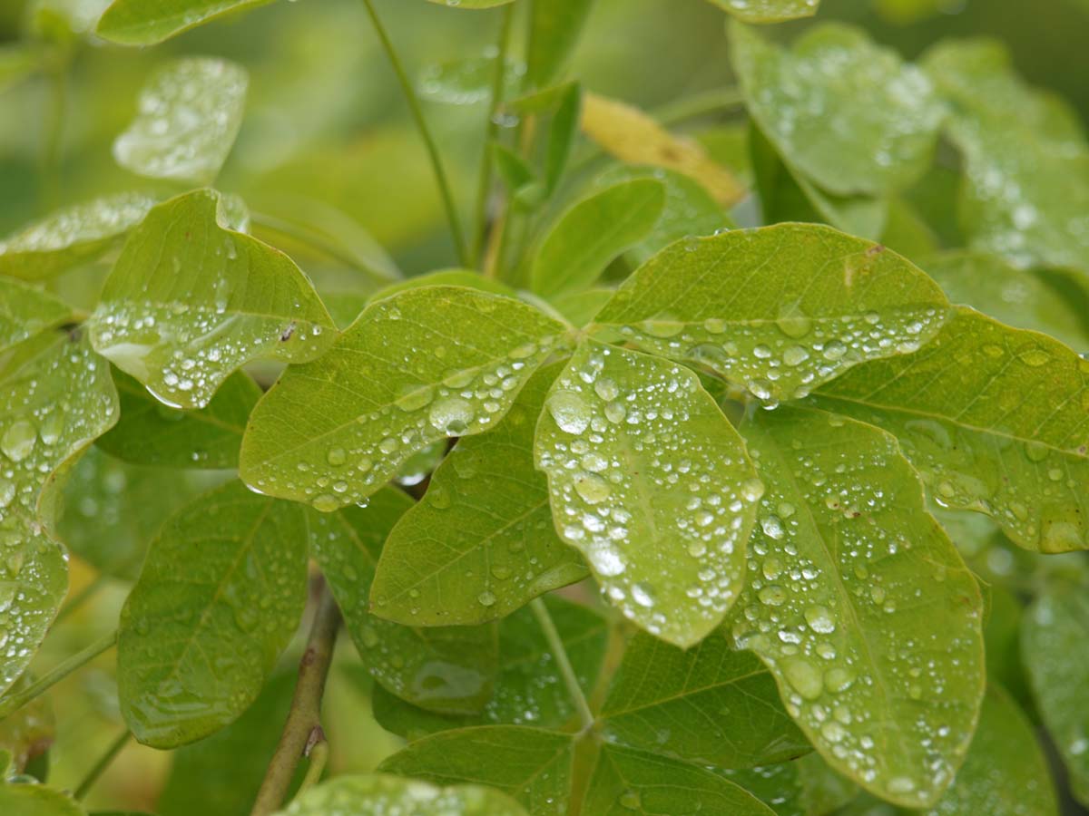 Laburnocytisus adamii meerstammig / struik