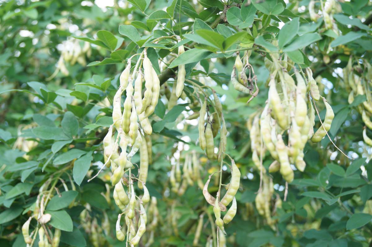 Laburnum anagyroides meerstammig / struik zaaddoos