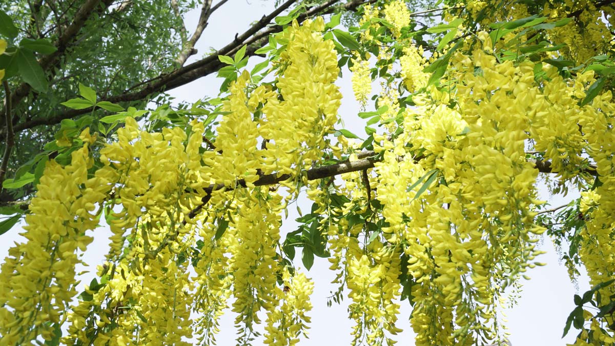 Laburnum watereri 'Vossii' op stam bloesem