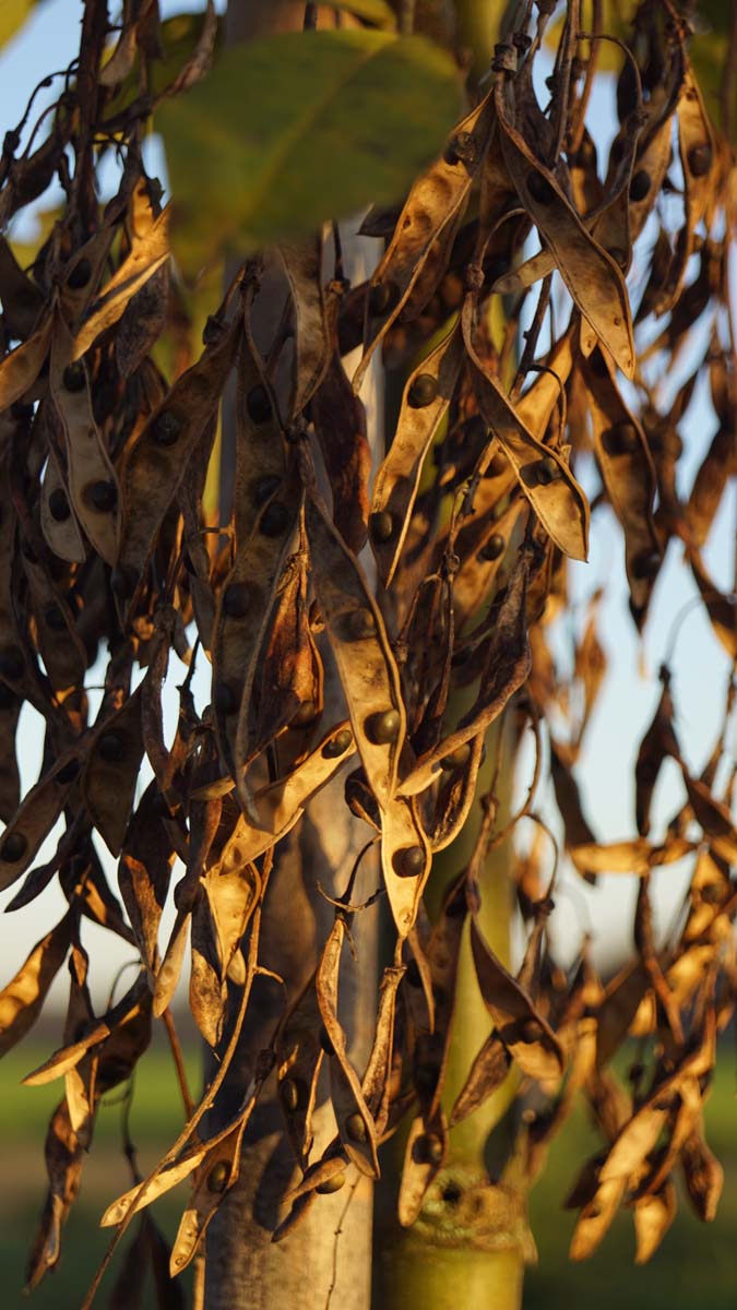 Laburnum watereri 'Vossii' op stam zaaddoos
