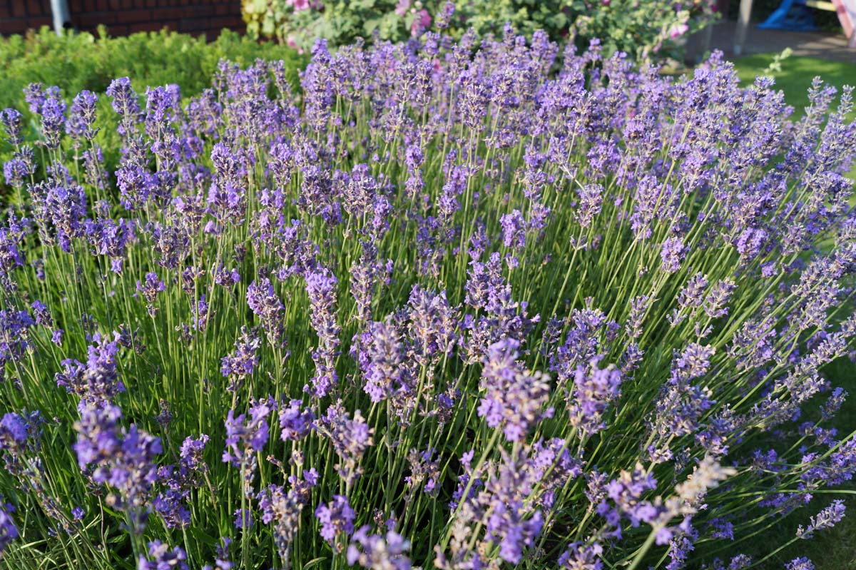 Lavandula angustifolia 'Hidcote'