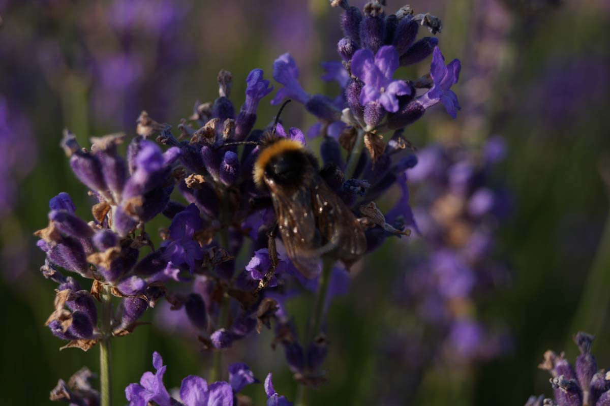 Lavandula angustifolia 'Hidcote'
