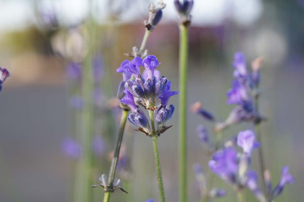 Lavandula angustifolia 'Munstead'