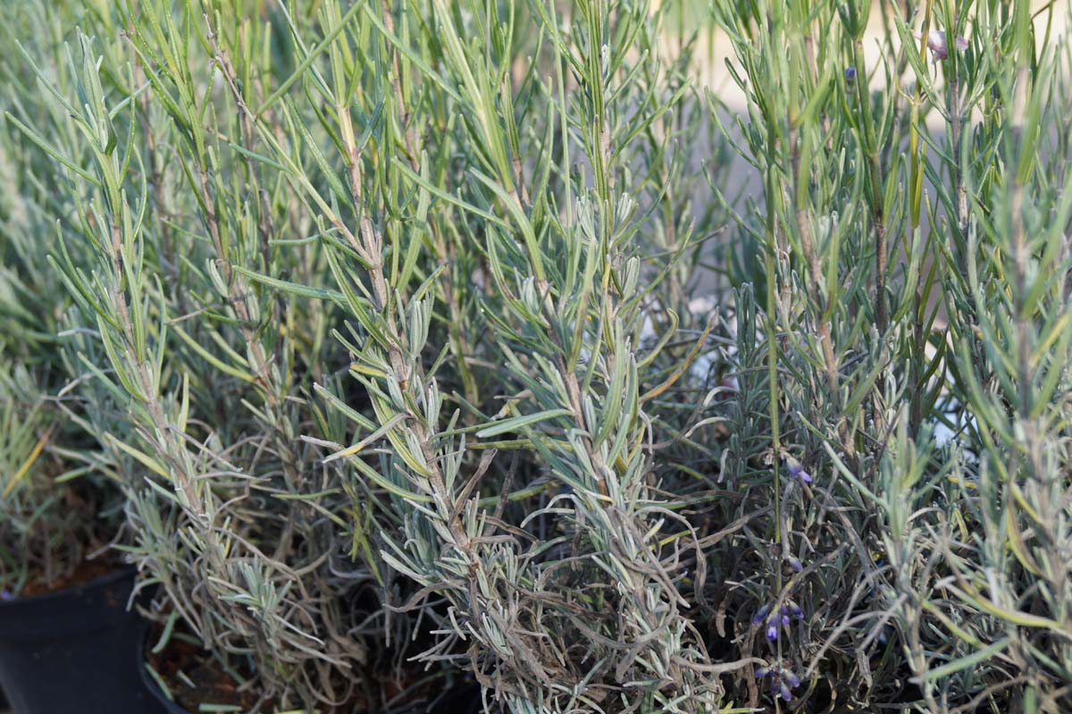 Lavandula angustifolia 'Munstead'