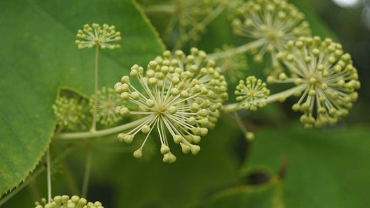Kalopanax septemlobus meerstammig / struik bloem
