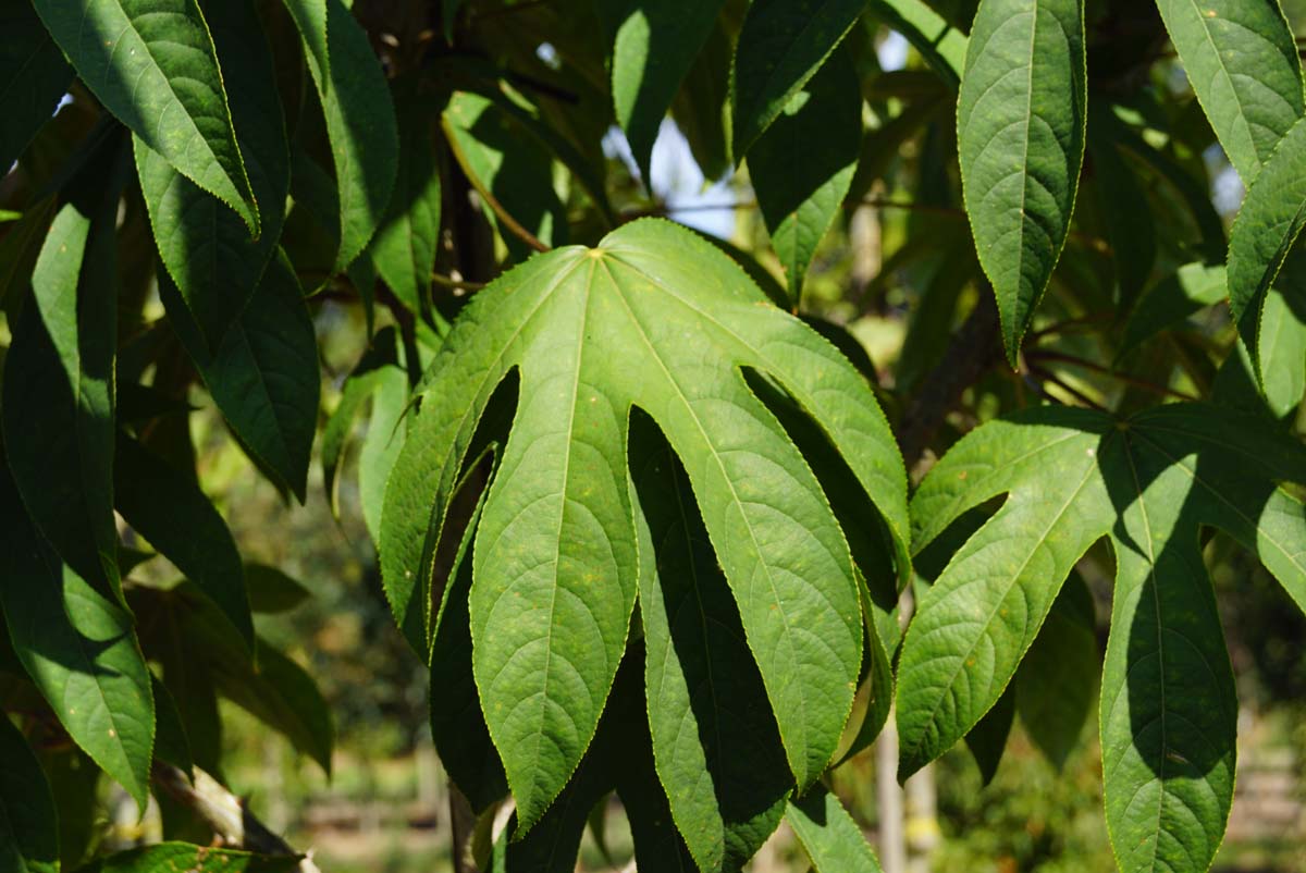 Kalopanax septemlobus maximowiczii Tuinplanten