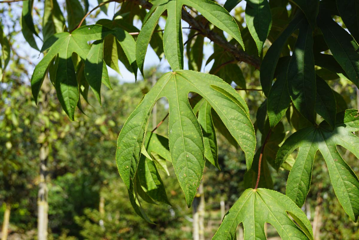 Kalopanax septemlobus maximowiczii meerstammig / struik