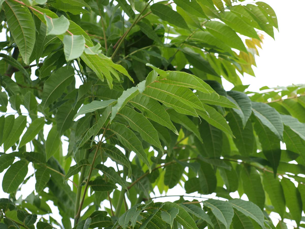 Kalopanax septemlobus maximowiczii solitair