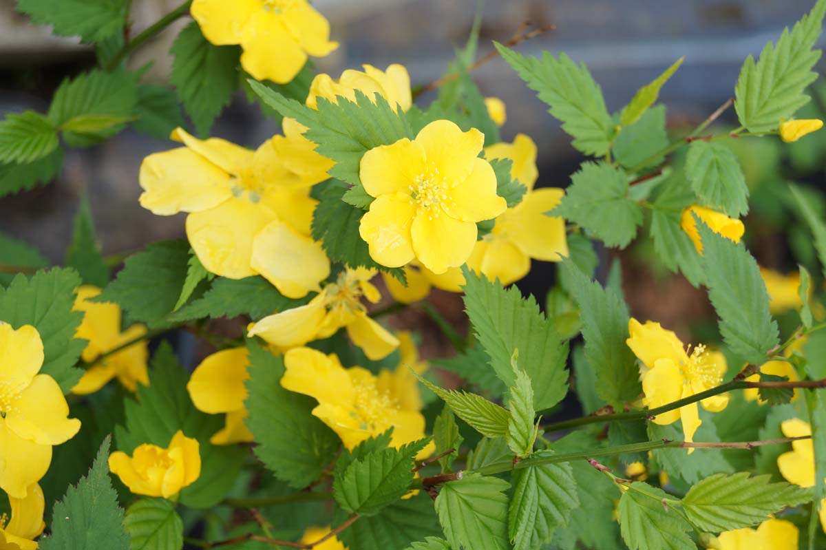 Kerria japonica 'Golden Guinea' meerstammig / struik