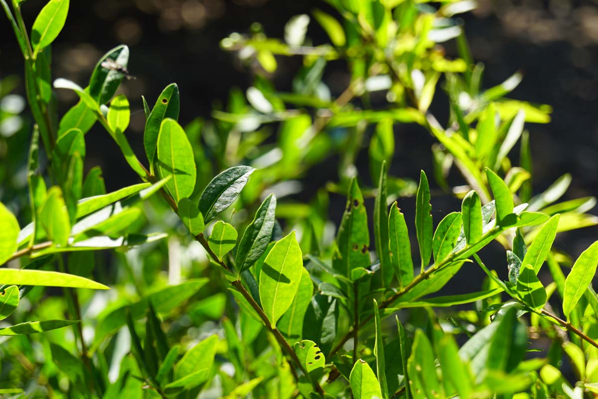 Ligustrum vulgare 'Lodense' haagplant