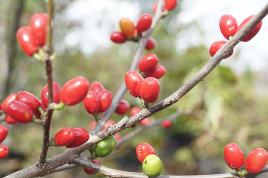 Lindera benzoin haagplant