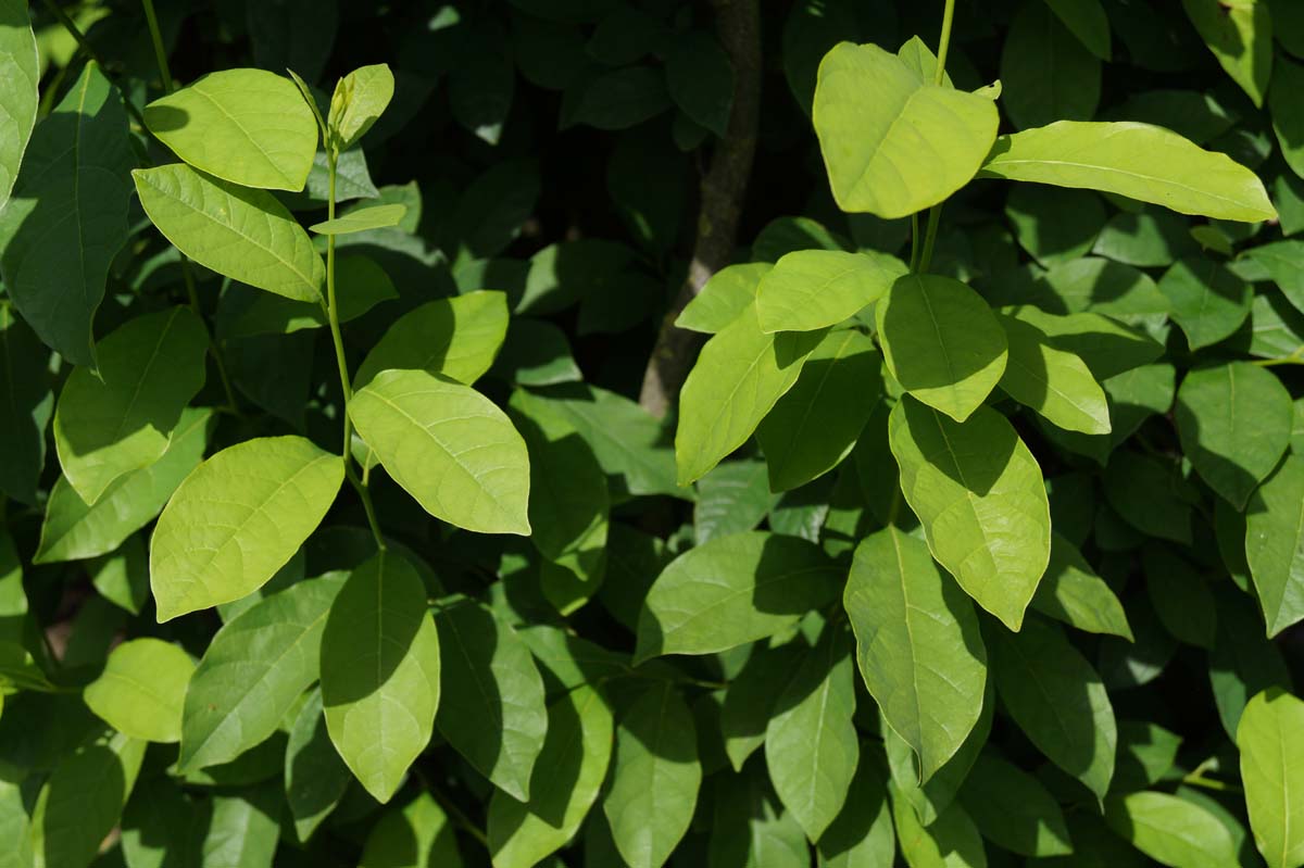 Lindera benzoin op stam