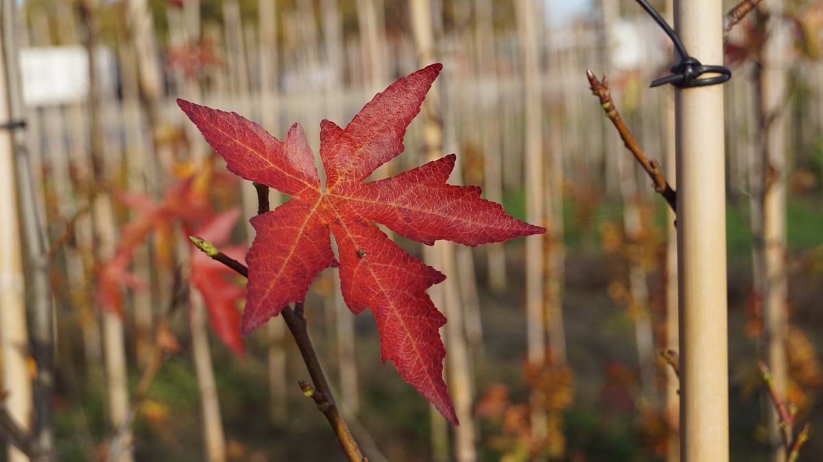 Liquidambar styraciflua 'Andrew Hewson' op stam herfstkleur