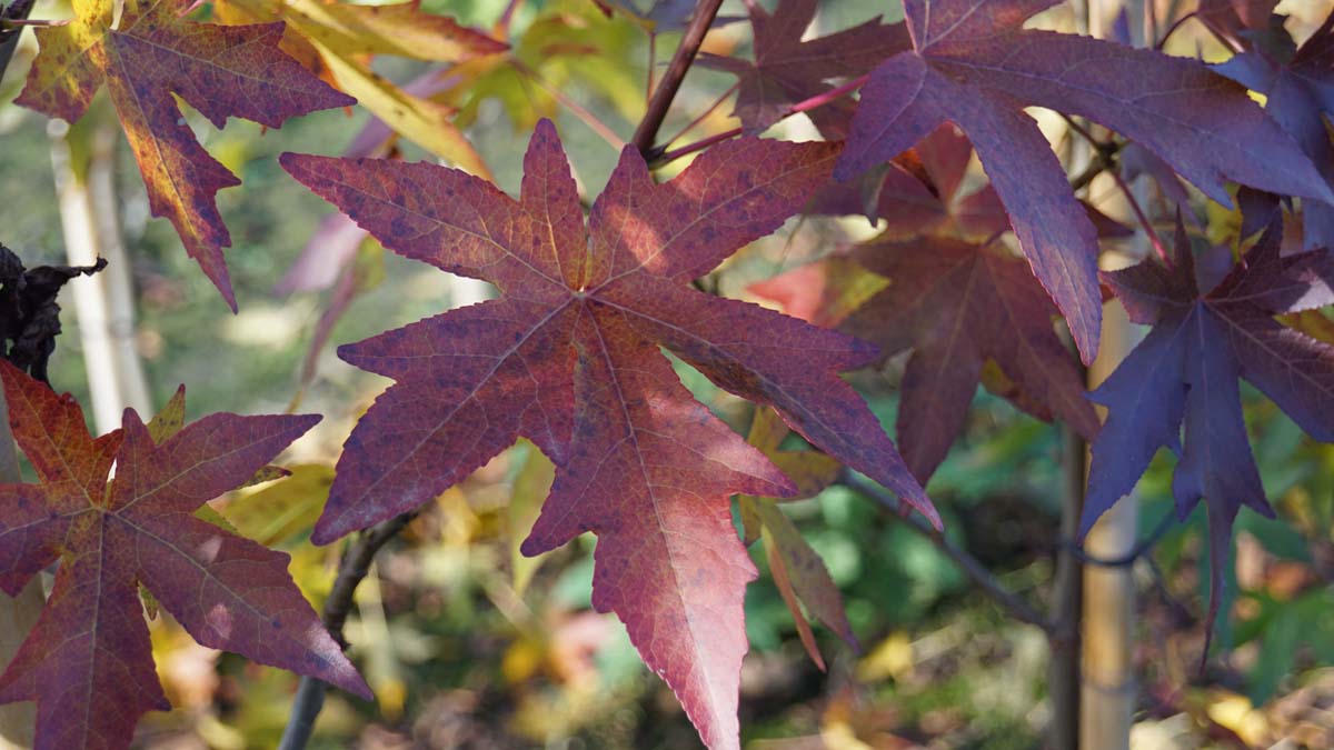Liquidambar styraciflua 'Andrew Hewson' op stam herfstkleur