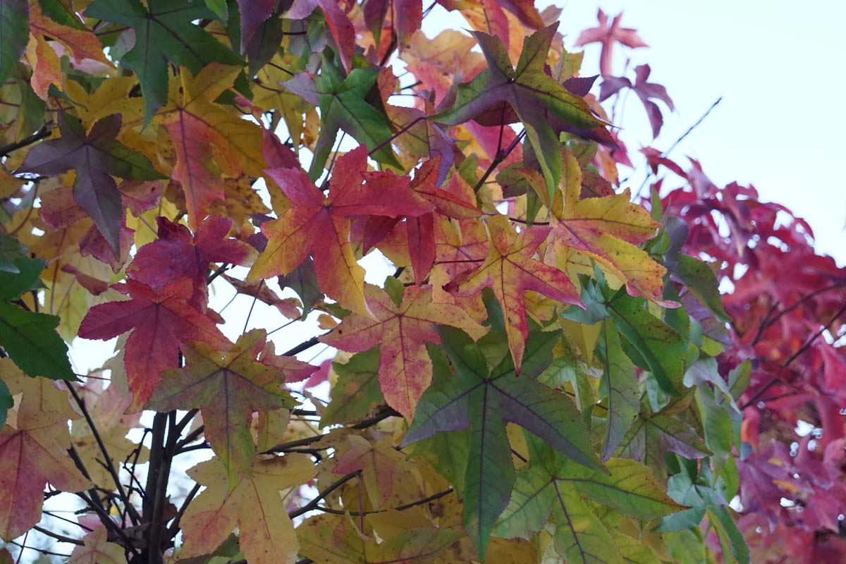 Liquidambar styraciflua 'Gum Ball' op stam herfstkleur