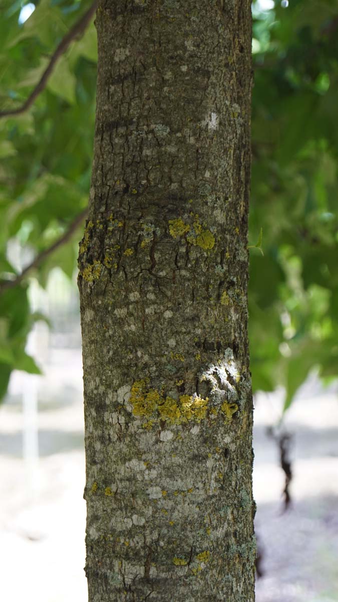 Liquidambar styraciflua 'Lane Roberts' op stam