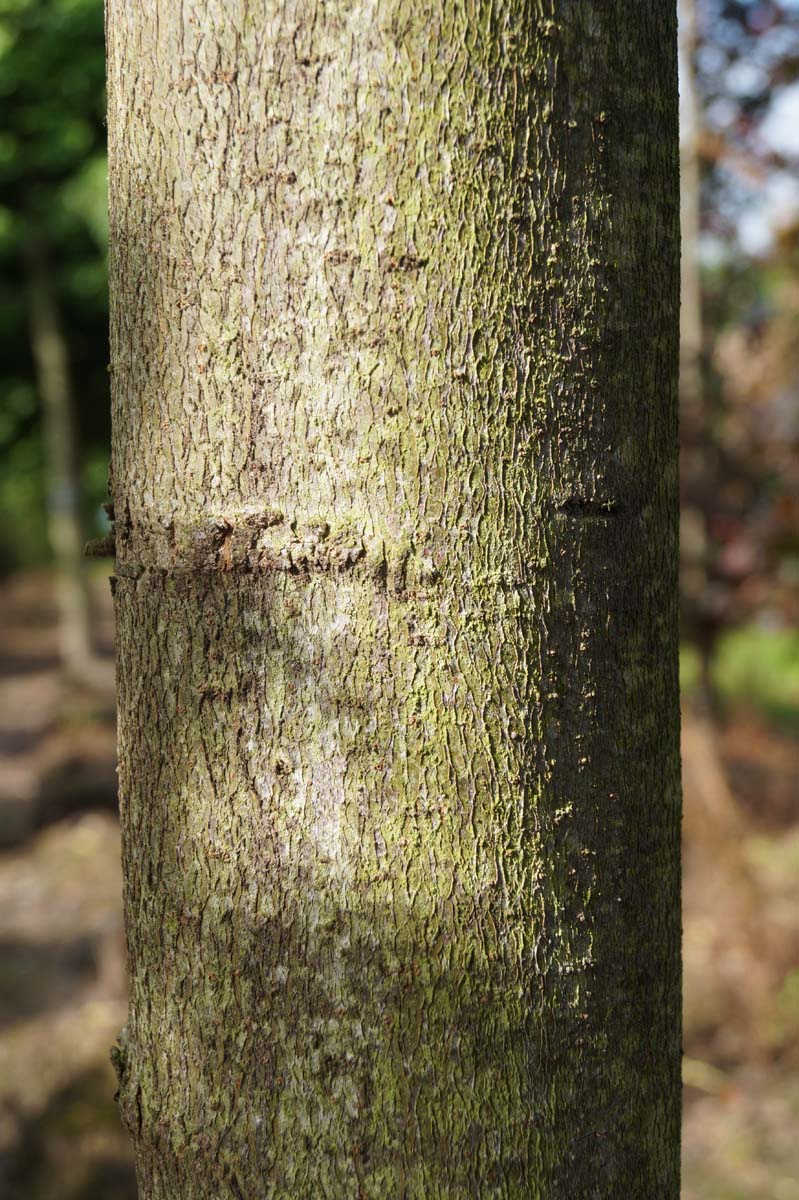 Liquidambar styraciflua 'Lane Roberts' dakboom