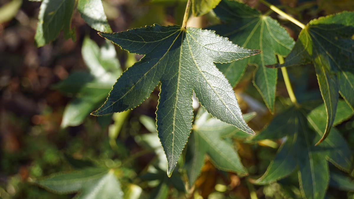 Liquidambar styraciflua 'Paarl' solitair blad