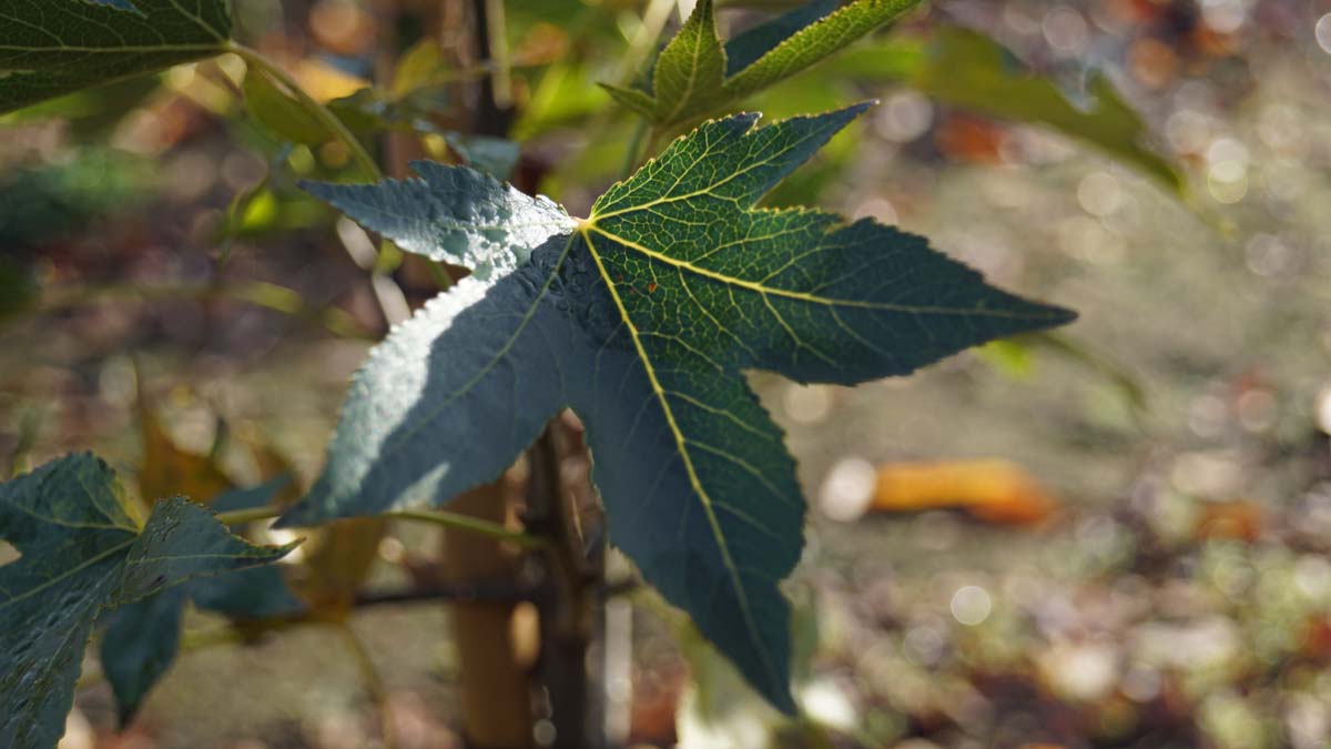 Liquidambar styraciflua 'Paarl' op stam blad