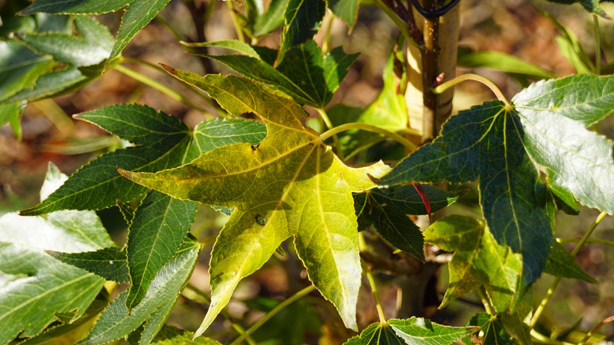Liquidambar styraciflua 'Paarl' meerstammig / struik herfstkleur