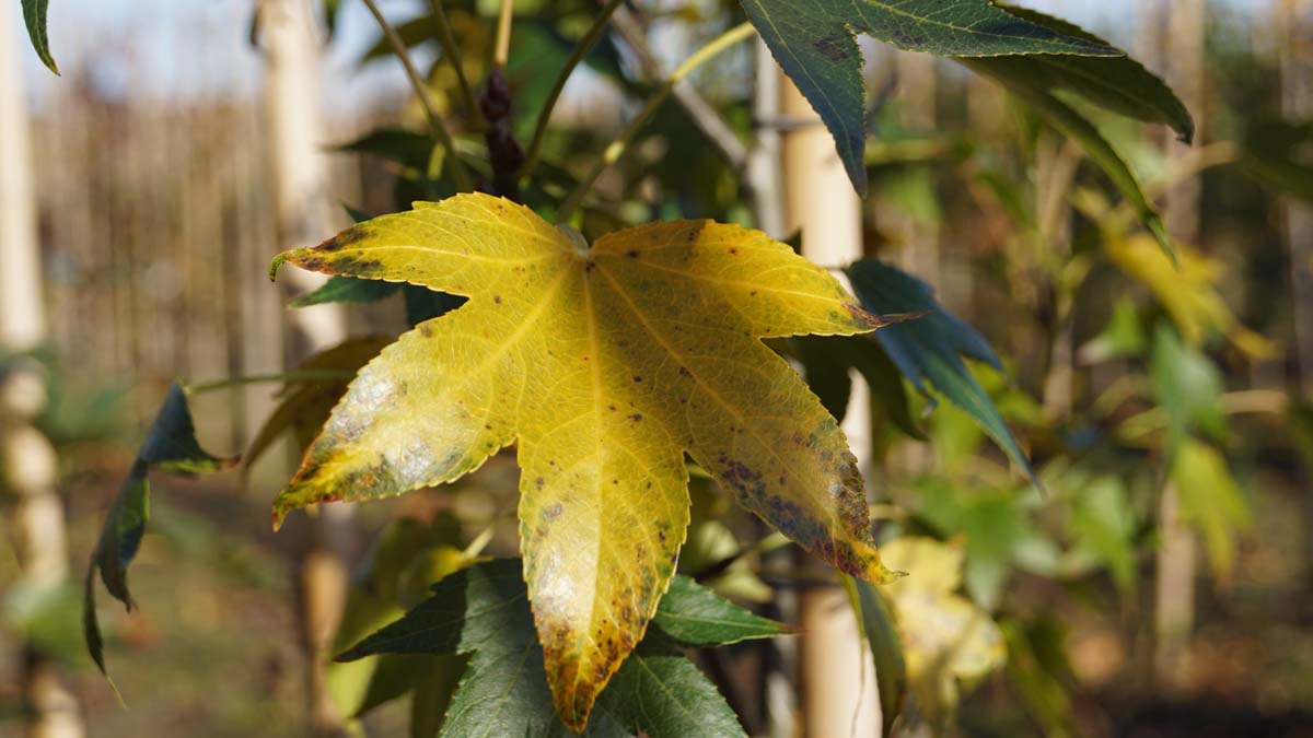 Liquidambar styraciflua 'Paarl' meerstammig / struik herfstkleur