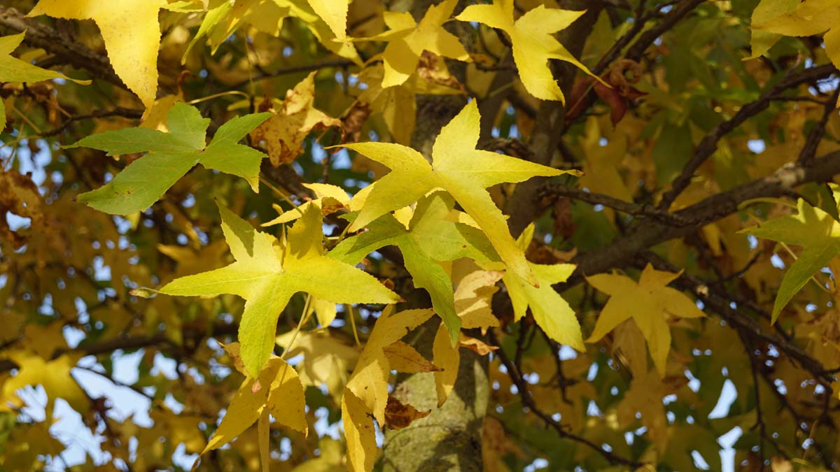 Liquidambar styraciflua 'Palo Alto' op stam