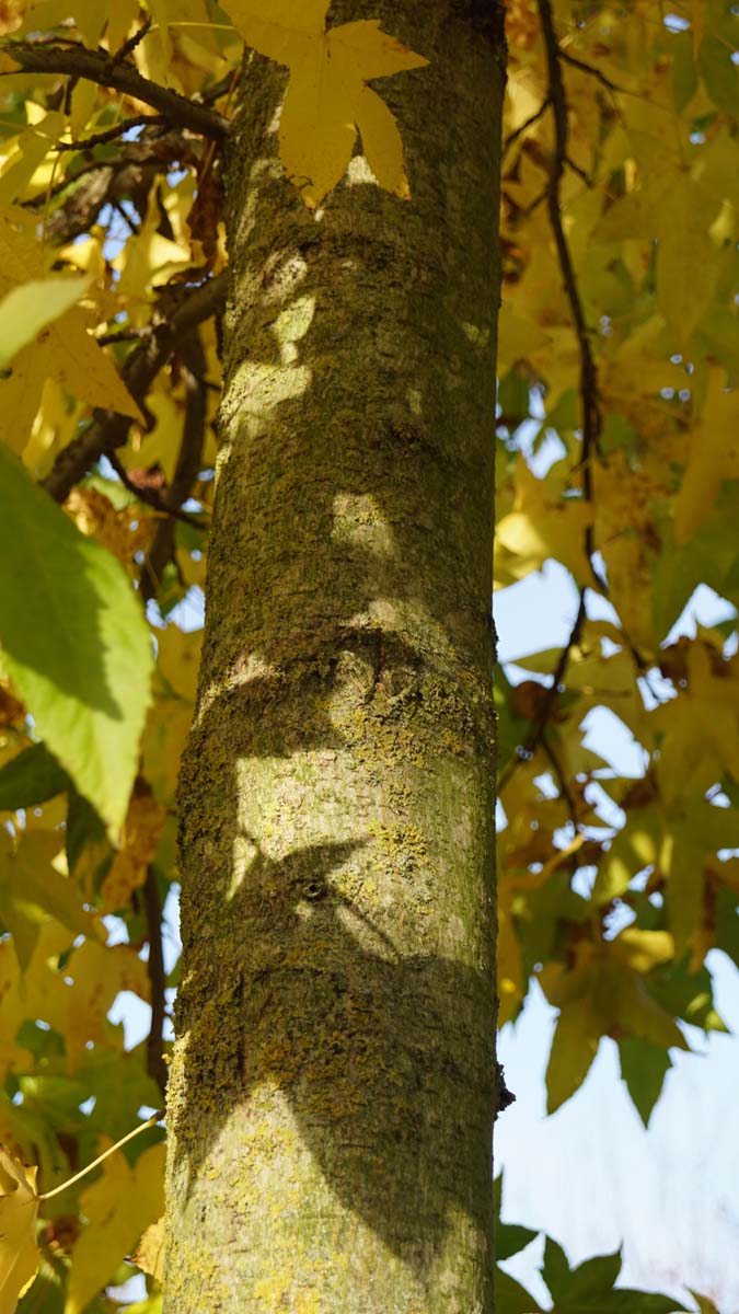 Liquidambar styraciflua 'Palo Alto' op stam