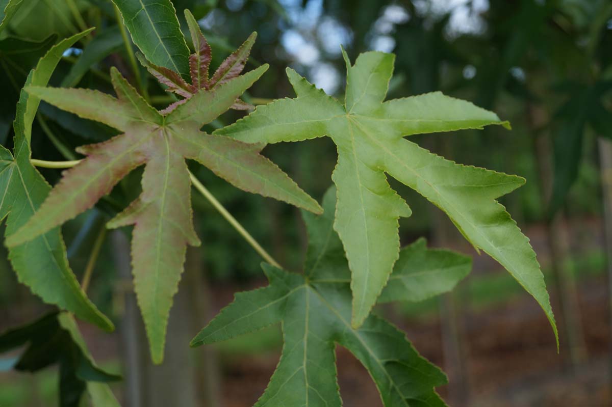 Liquidambar styraciflua 'Parasol' Tuinplanten blad