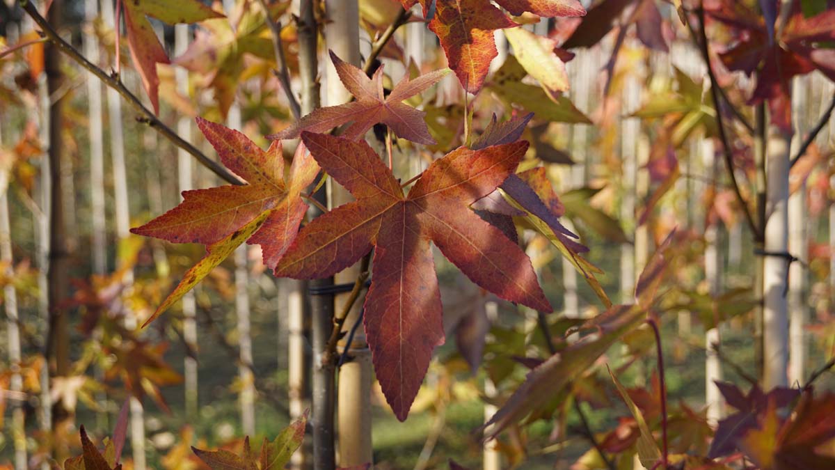 Liquidambar styraciflua 'Parasol' Tuinplanten herfstkleur