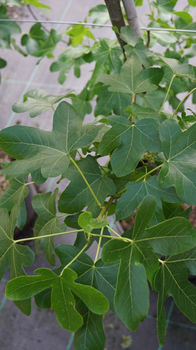 Liquidambar styraciflua 'Rotundiloba' op stam blad