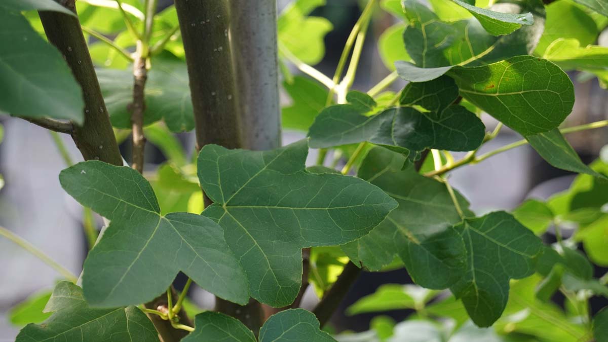 Liquidambar styraciflua 'Rotundiloba' op stam bast