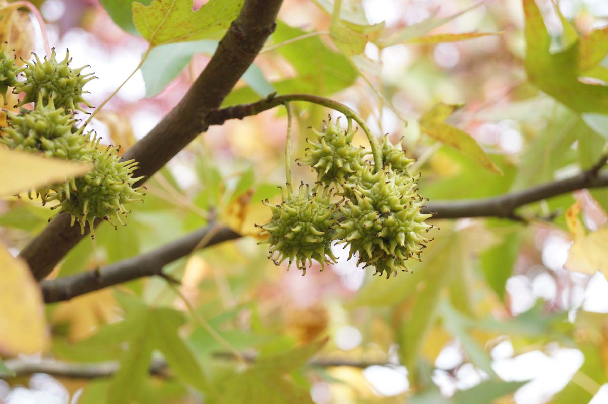 Liquidambar styraciflua 'Worplesdon' dakboom zaaddoos