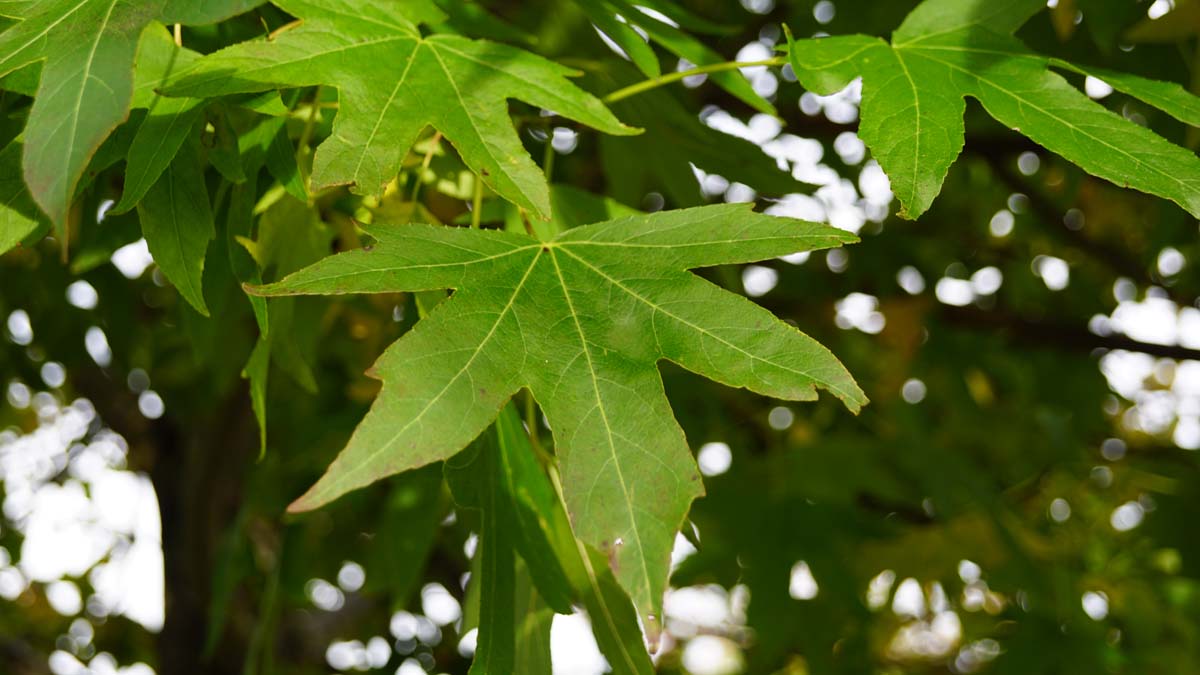 Liquidambar styraciflua 'Worplesdon' meerstammig / struik blad