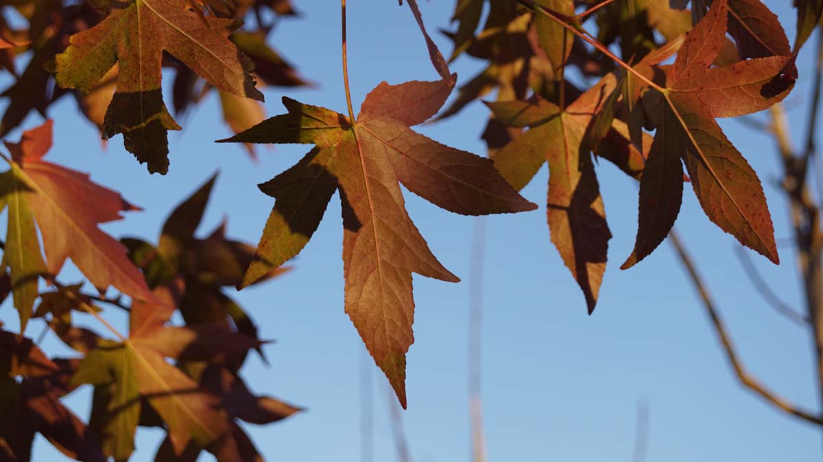 Liquidambar styraciflua 'Worplesdon' op stam herfstkleur
