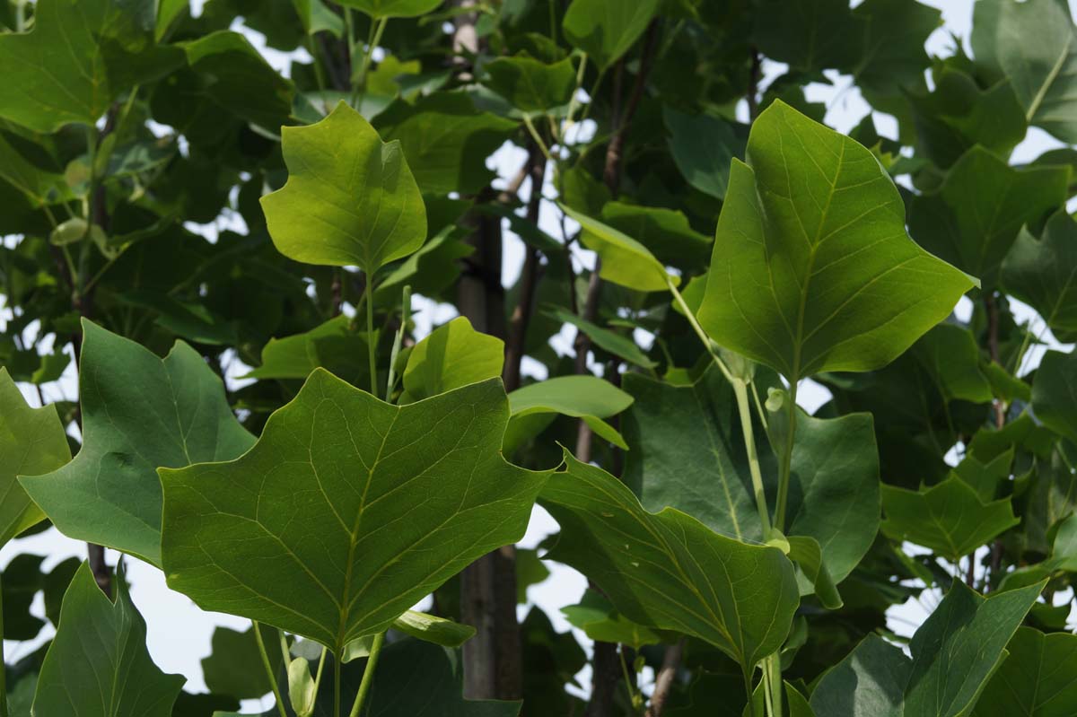 Liriodendron tulipifera 'Fastigiatum' op stam