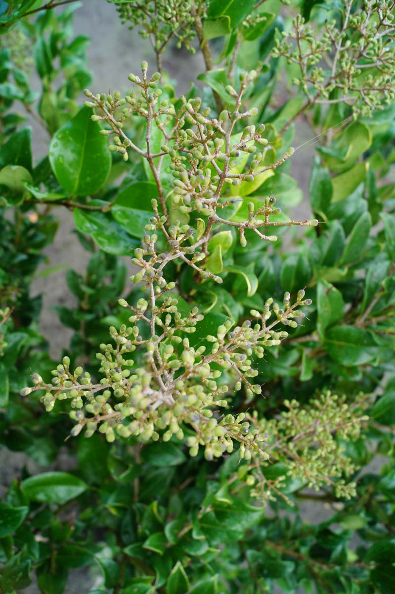 Ligustrum japonicum 'Texanum' solitair