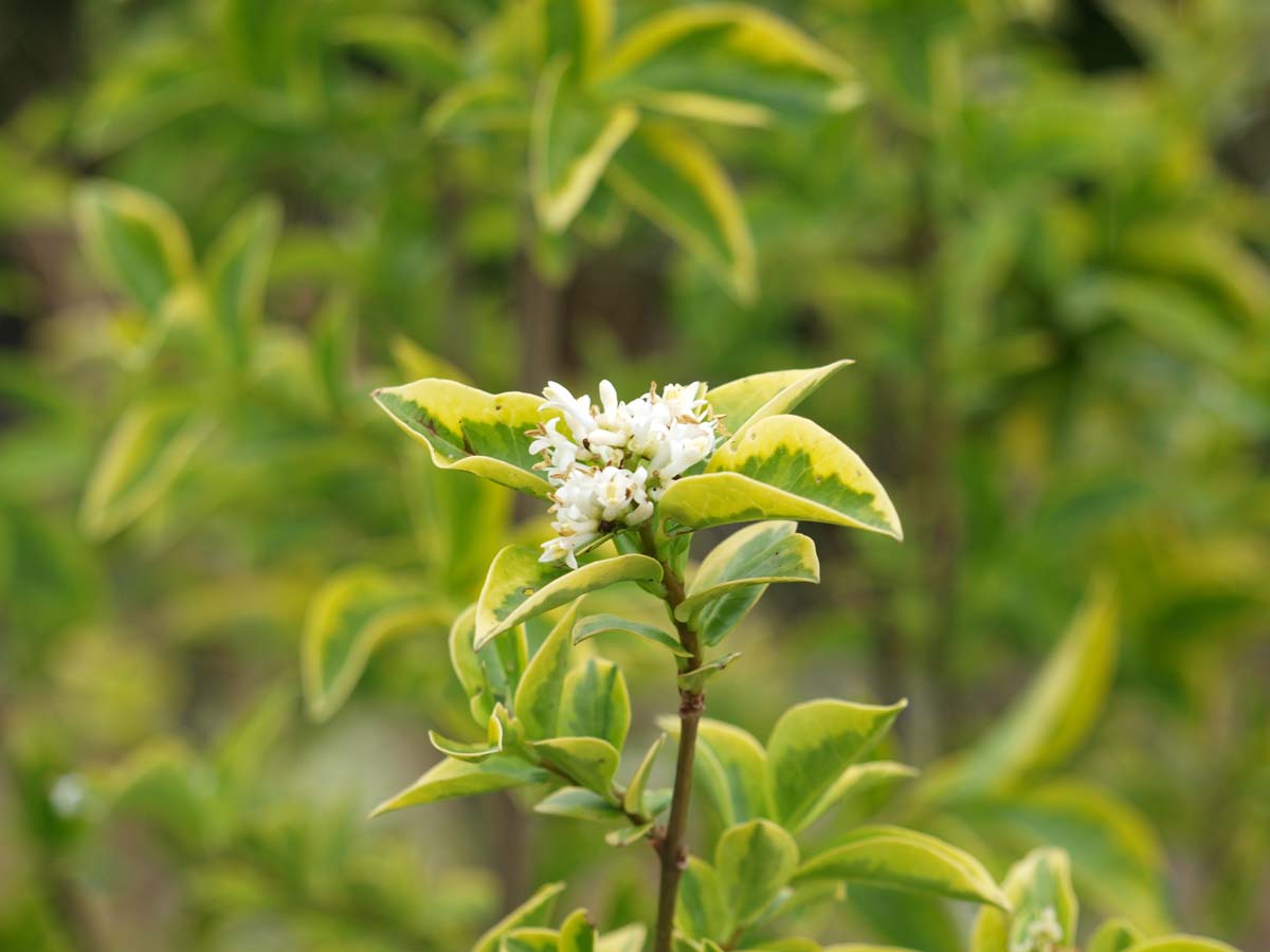 Ligustrum ovalifolium 'Aureum' op stam