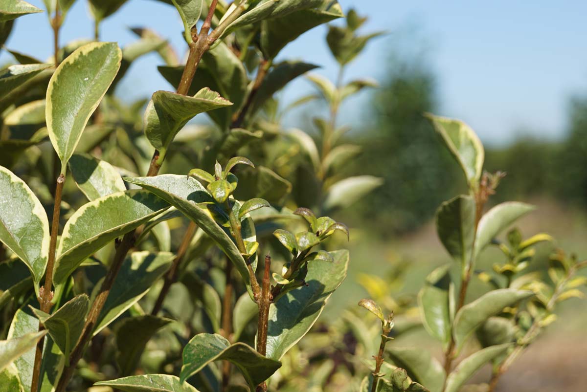 Ligustrum ovalifolium 'Aureum' op stam