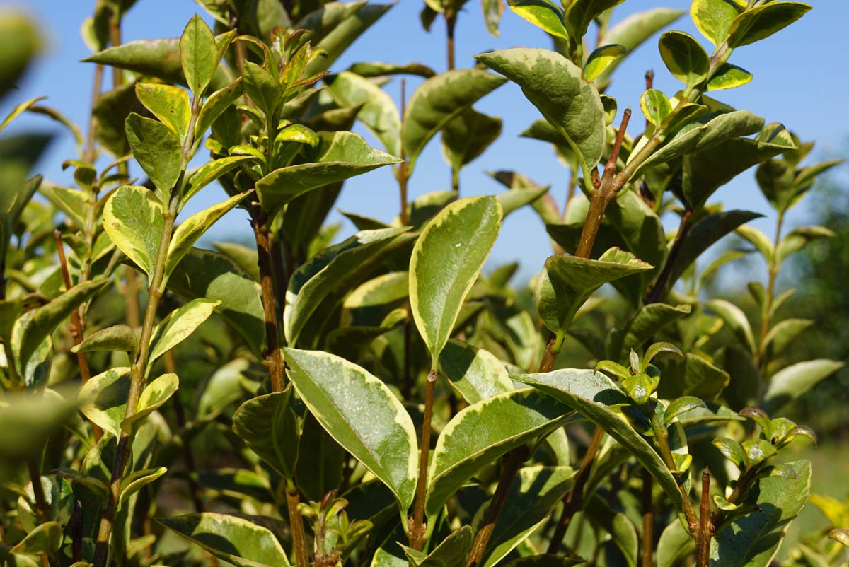 Ligustrum ovalifolium 'Aureum' op stam