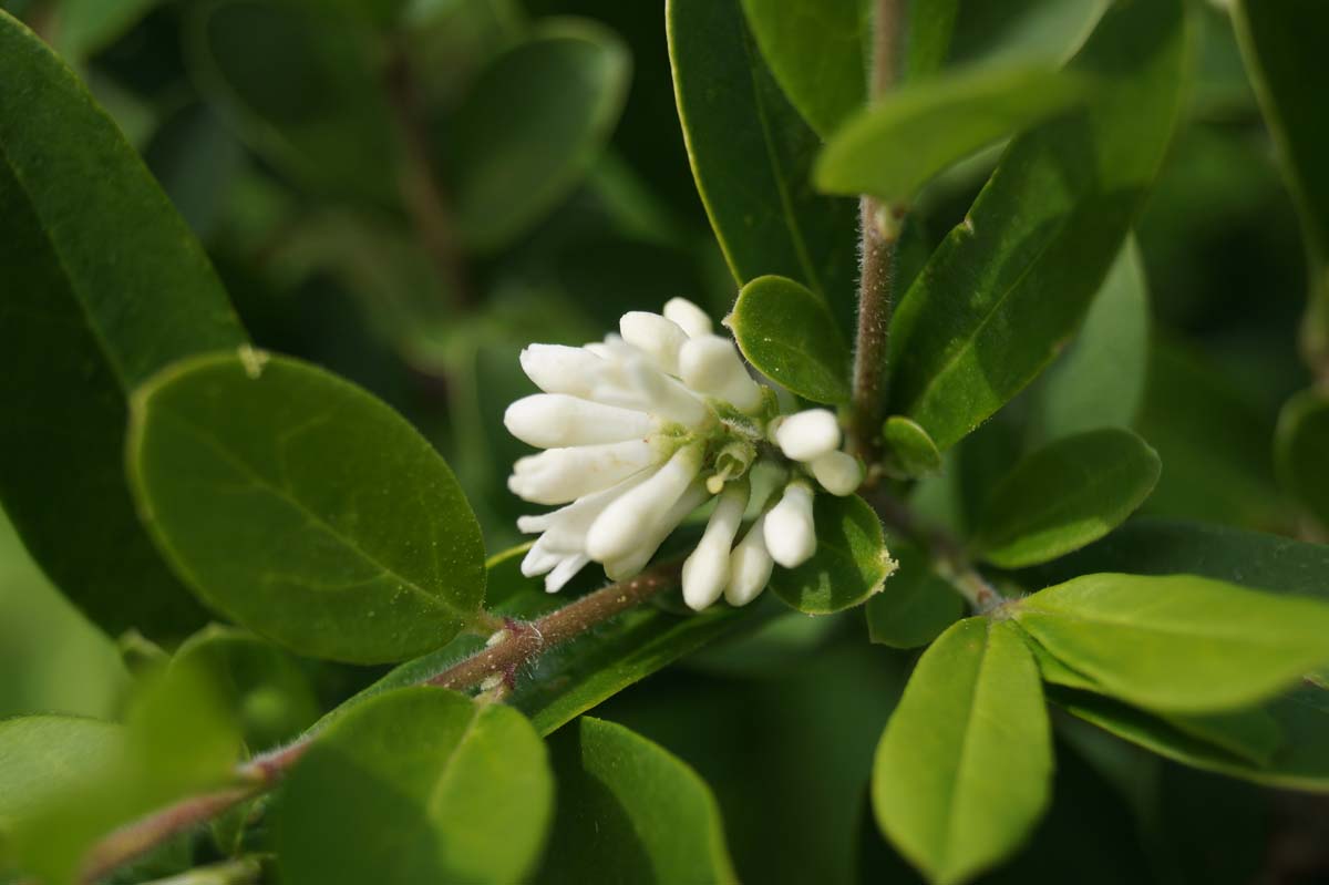 Ligustrum quihoui meerstammig / struik