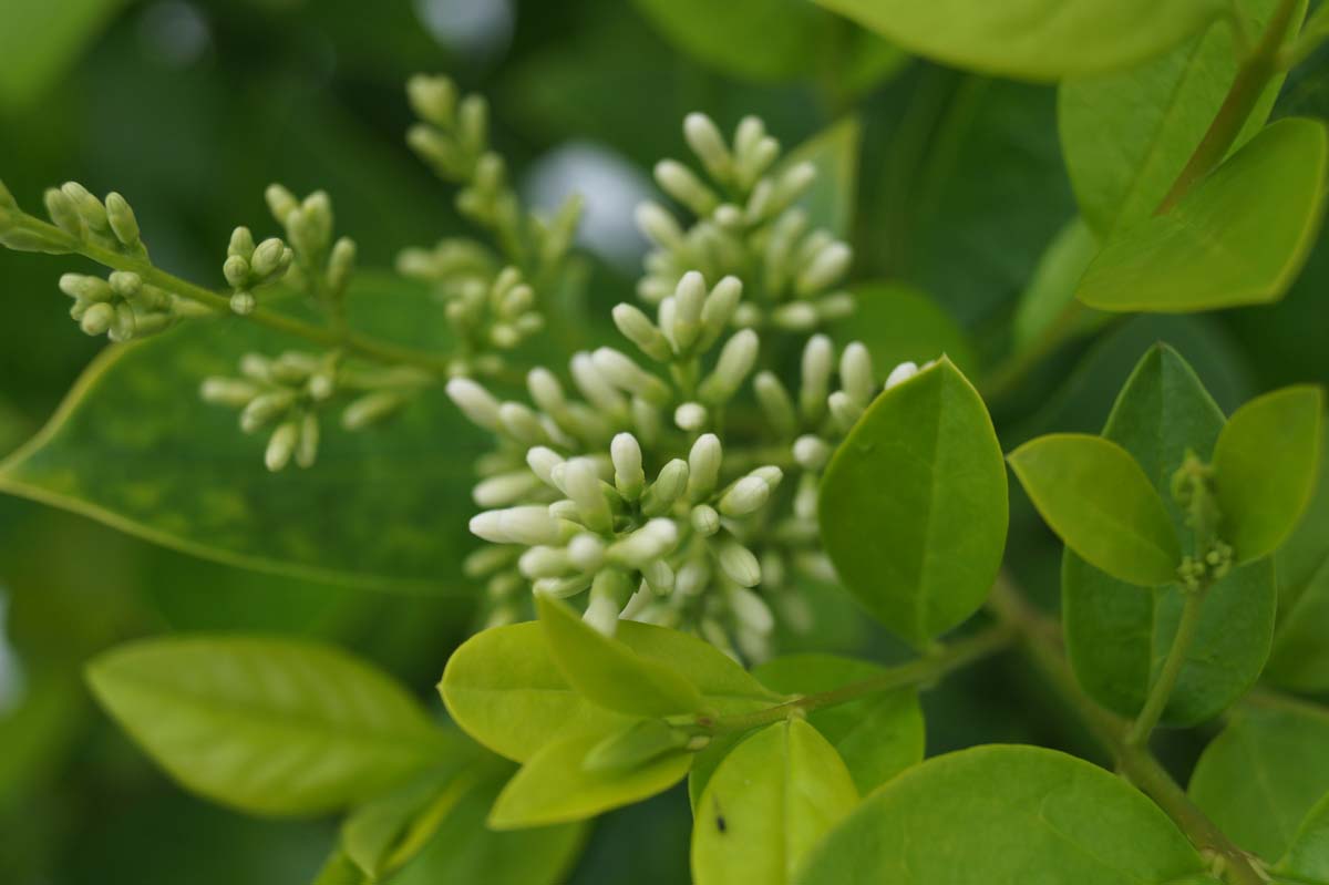 Ligustrum 'Vicaryi' meerstammig / struik